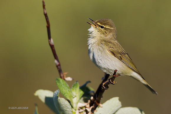 NMAW00347 - Arctic Warbler