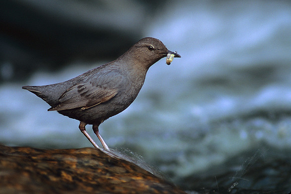 ANDR360869-American-Dipper