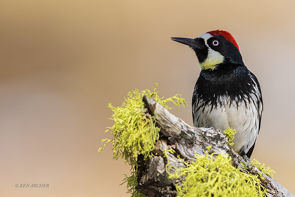 SDAW00015 - Acorn Woodpecker