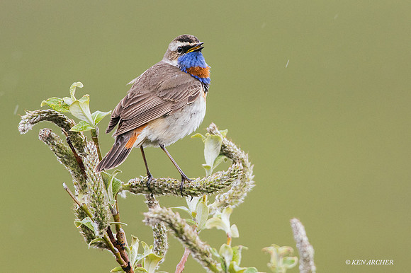 BLTH00846 - Bluethroat