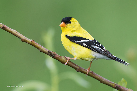 GDFH00183 - Gold Finch
