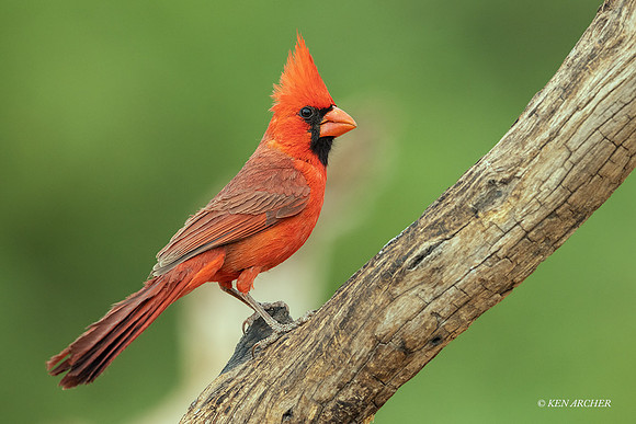 AZNC00274 - Northern Cardinal
