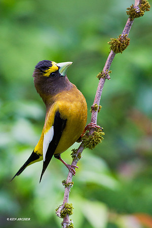 EVGB00060 Evening Grosbeck