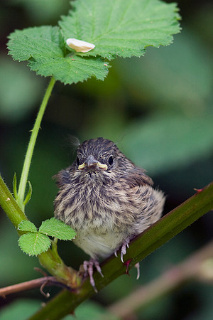 DEJC00016-Dark-eyed-Junco