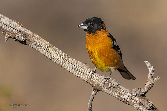 AZBG00020 - Black-headed Grosbeck