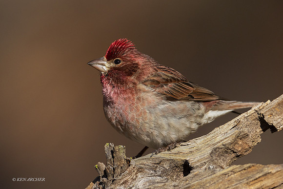 SDPH00004 - Purple Finch