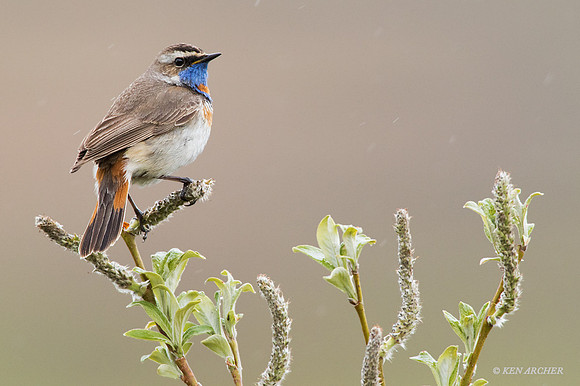 BLTH00806 - Bluethroat