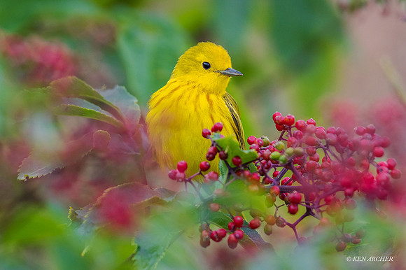 YWWR00457 - Yellow Warbler