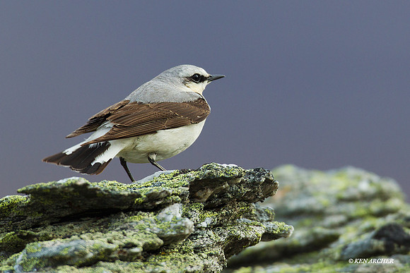 NNWR00036 Northern Wheatear