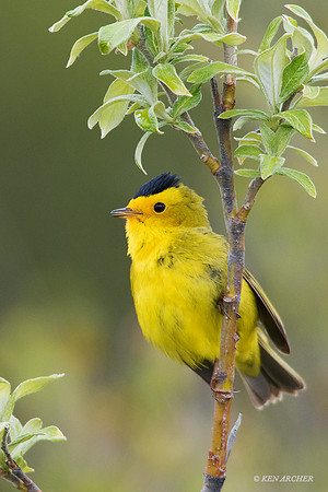 NMWW00115 - Wilson's Warbler