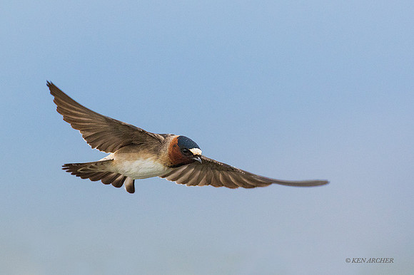 CFSW00164 - Cliff Swallow