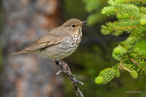 SWTH00169 - Swainson's Thrush
