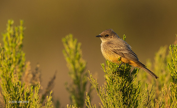 SDSP00010 - Say's Phoebe