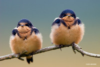 Barn Swallow Fledglings