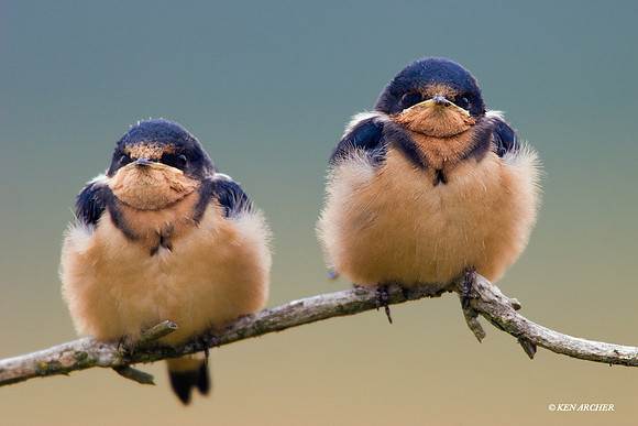 Barn Swallow Fledglings