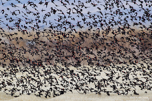 RWBD00259 Red-winged Blackbird
