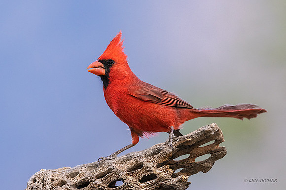 AZNC00172 - Northern Cardinal