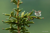 NMAW00551 - Arctic Warbler