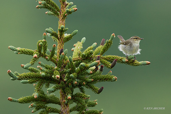 NMAW00551 - Arctic Warbler