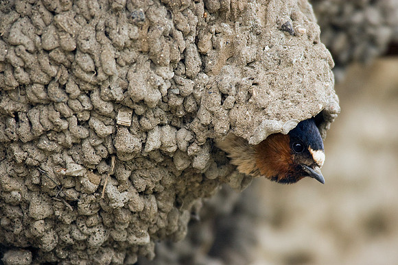 CFSW00026-Cliff-Swallow