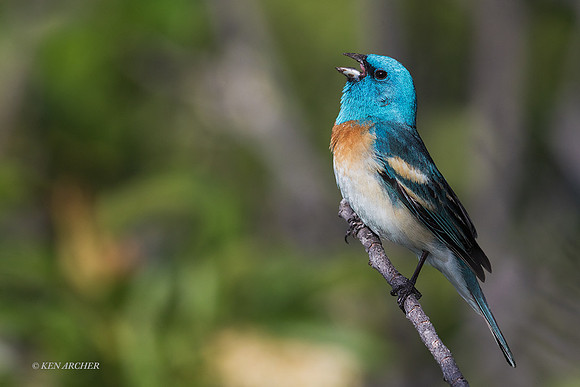 LIBG00308 - Lazuli Bunting
