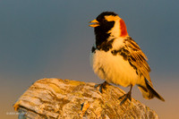NMLL00217 - Lapland Longspur