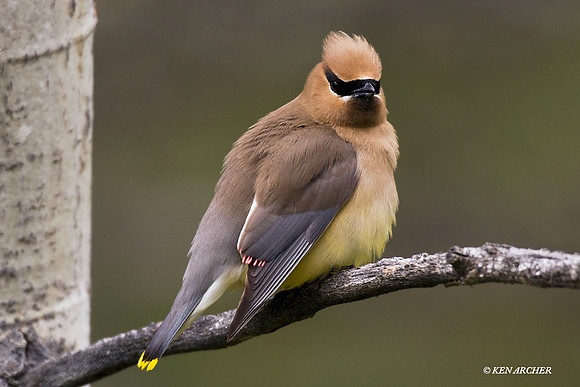 CRWX00087 Cedar Waxwing