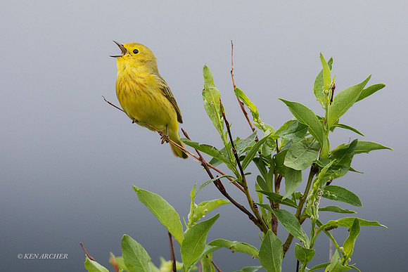 NMYR00235 - Yellow Warbler