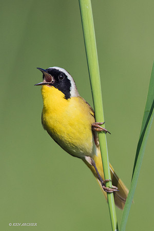 CYWR00540 - Common Yellow-throated Warbler