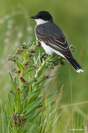 Eastern Kingbird