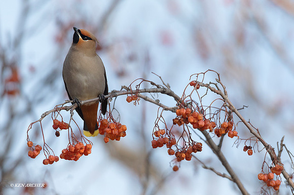 BNWG00024 - Bohemian Waxwing