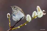 NMGT00036 Gray-cheeked Thrush