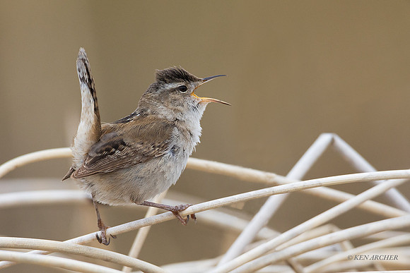 MHWN00308 - Marsh Wren