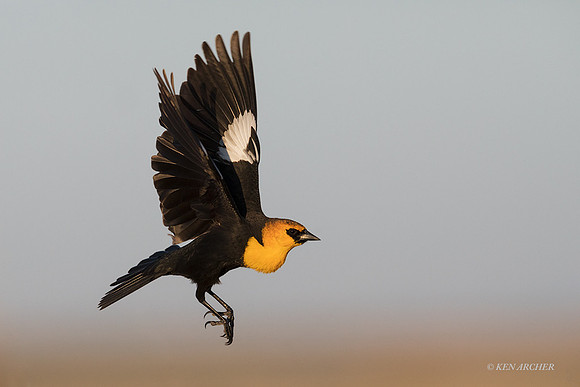 YHBD00957 - Yellow-headed Blackbird