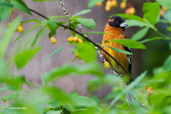 BHGB00113 - Black-headed Grosbeck