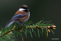 CTCE00058 Chestnut-sided Chickadee