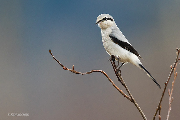 NSHR00140 - Northern Shrike