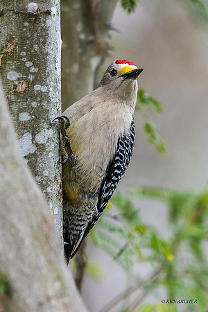 TXGW00003 - Golden-fronted Woodpecker