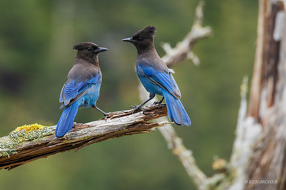 STJY00083 - Stellar's Jay