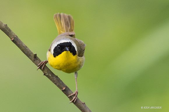CYWR00344 - Common Yellowthroat Warbler