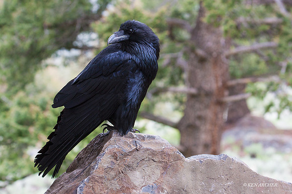 RN00020 - Raven