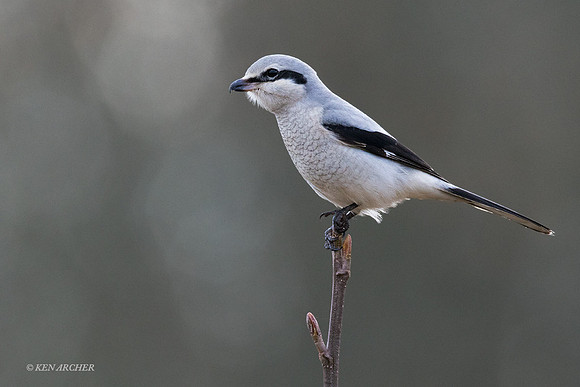 NSHR00127 - Northern Shrike