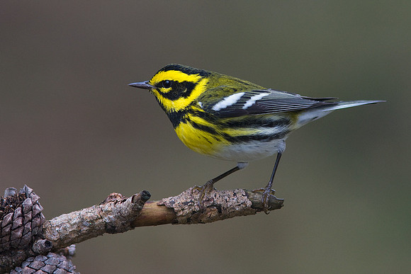 TDWR00004-Townsend's-Warbler