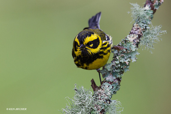 TDWR00022 Townsend's Warbler