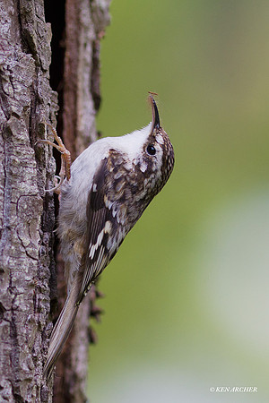 BNCR00011 Brown Creeper