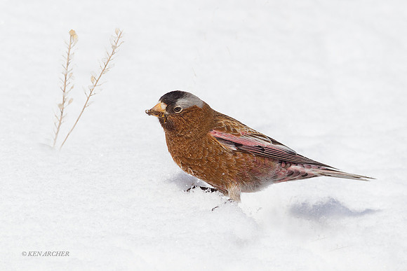 GCRF00021 Gray-crowned Rosy Finch