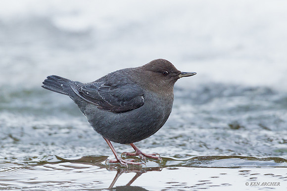 ANDR00140 - American Dipper