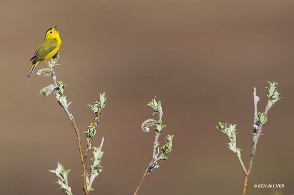 NMWW00095 - Wilsons Warbler