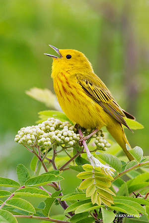 YWWR00172 Yellow Warbler