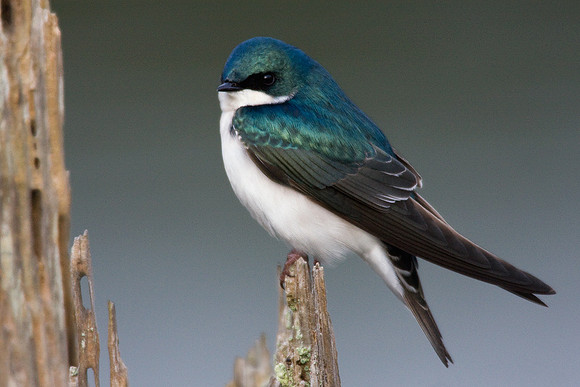TESW00148-Tree-Swallow